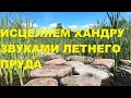 ПЕНИЕ КАМЫШОВКИ В ДУЭТЕ С ЛЯГУШКАМИ СОЗДАДУТ УЮТНУЮ АТМОСФЕРУ ТЕПЛА,ДОБРА И СПОКОЙСТВИЯ.