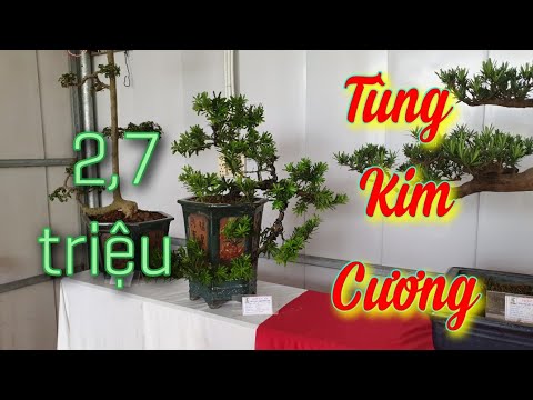 Video SH.4314. Những cây Tùng Kim cương đẹp, giá 2,7 triệu... - youtube