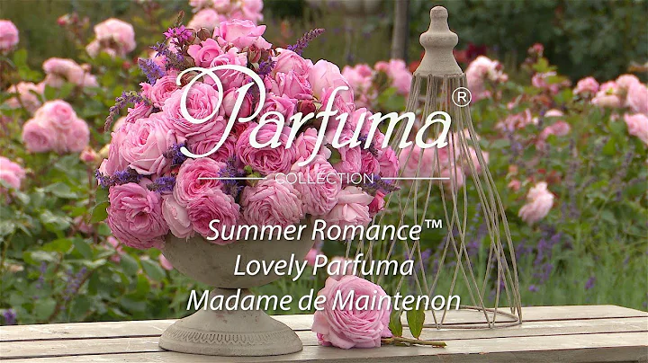 KORDES rose Summer Romance (Syn. Lovely Parfuma, Madame de Maintenon) ((English Version))