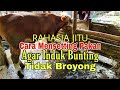 Cara Mensetting Pakan agar Induk Bunting Tidak Broyong