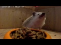 Hedgehogs 118 - there is the food (anointing)