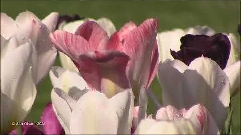 Rosetta McClain Gardens; Toronto, Ontario, Canada