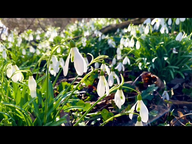 Snowdrops - An Essential Plant For Any Wildlife Garden class=