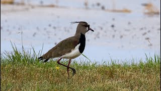 Code 5 Southern Lapwing and the Blue Angels in Michigan! by Cherokee Outdoor Productions 620 views 1 year ago 5 minutes, 2 seconds