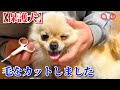 保護犬チビが部屋に遊びに来た結果…