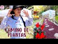 Haciendo un camino de plantas RENOVANDO EL JARDÍN | Candy Bu