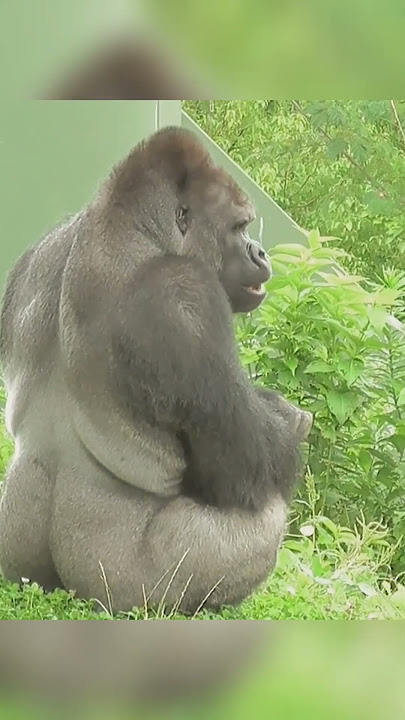 Gorilla's funny actions and gestures Annie Kiyomasa Shabani Ai Nene #foryoupage #foryou #mypet #fyp