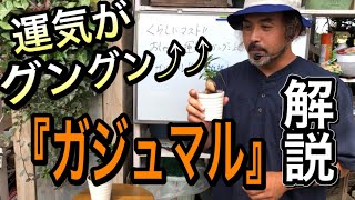 【運気が上がる観葉植物】ガジュマル