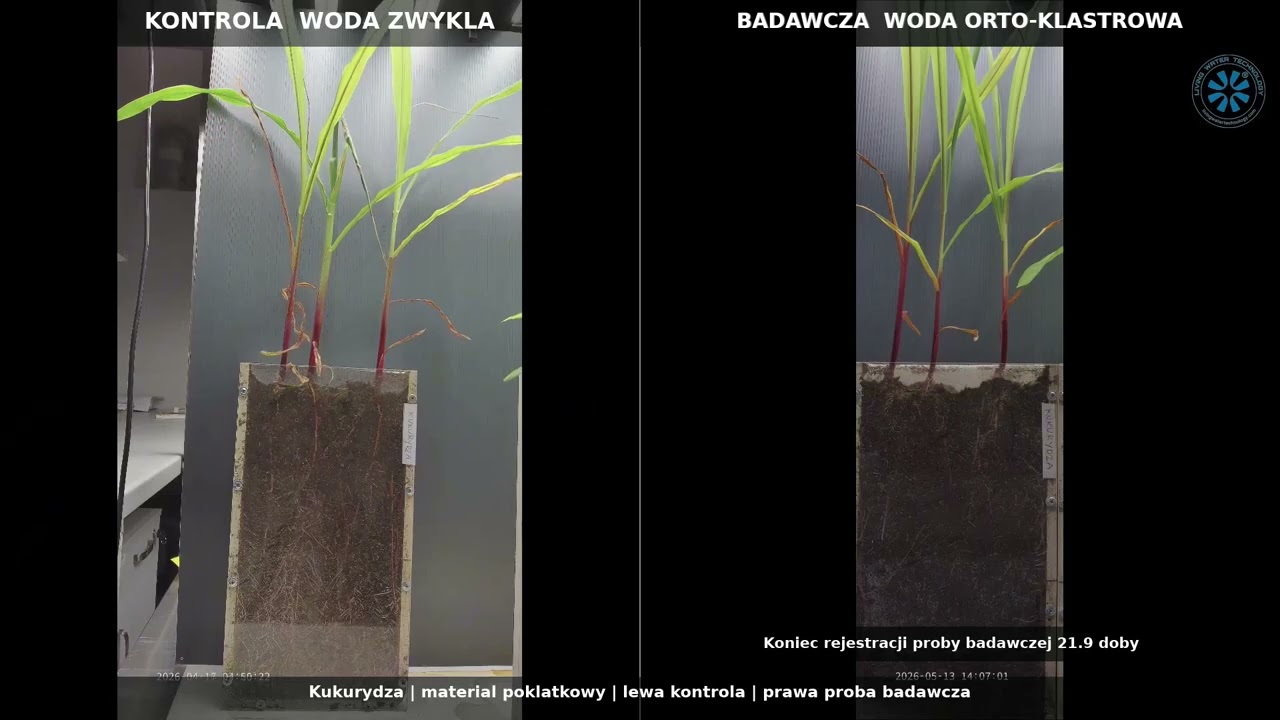 Kukurydza podlewana wodą LWT — korzeń rósł 2,3× szybciej