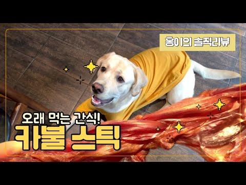 리트리버 홍이의 솔직리뷰! 오래 먹는 간식 카불스틱 먹방!