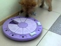 norwich-terrier Victor の動画、YouTube動画。