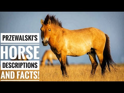 Video: Przewalski's horse: description, features and interesting facts