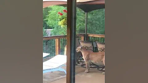 Man Films Group of Mountain Lions on Porch in Colorado