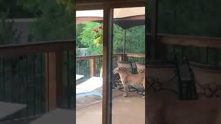 Download Lagu Man Films Group of Mountain Lions on Porch in Colorado MP3