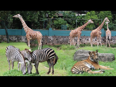 දෙහිවල සත්තු වත්ත හොදම ටික විනාඩි 5 න්  DEHIWALA ZOO IN SRILANKA 2019 Within 5 Minutes