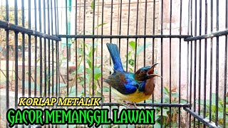 korlap metalik gacor memanggil lawan | kolibri kelapa | manggar | suara pancingan narung full nembak