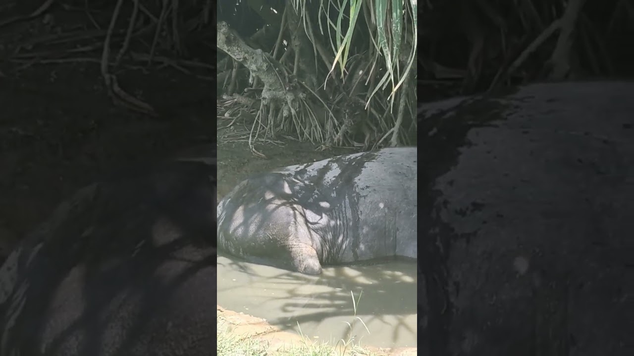 buffalo enjoying his muddy bath in shades on a sunny weather 