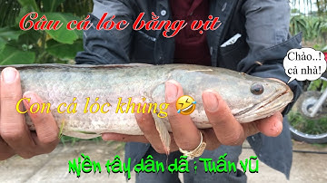 Câu cá lóc bằng vịt: snakehead fishing by duck | chiều cuối tuần lên hàng cá lóc khủng 1kg đúng!