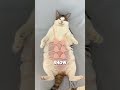 Little secret love signals your cat hides from you.#shorts #cat #pets