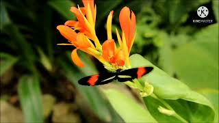 Dunia Serangga | 20 Species Kupu-Kupu Indah di Planet Bumi | Amazing Relaxing View of Butterflies