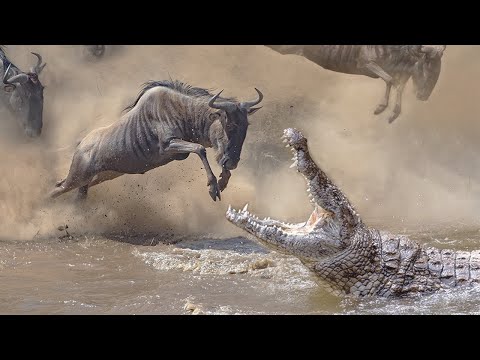 Видео: От него НЕВОЗМОЖНО сбежать! Нильский крокодил — Гигантский подводный Монстр!