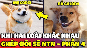 Nếu GHÉP ĐÔI hai giống chó khác nhau thì SẢN PHẨM của chúng sẽ như thế nào – Phần 4 😂 | Gâu Đần