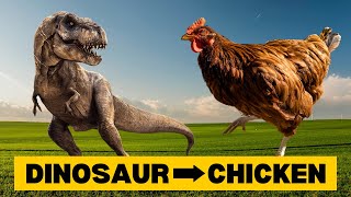10 Interesting Facts About CHICKENS by Planet of Predators 208 views 3 weeks ago 3 minutes, 33 seconds
