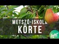 Idős körtefa metszése Kosztka Ernővel - Fiskars metsző iskola