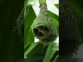 Wow look amazing 😻 Weaver bird build nest 🪺 #birds #wildlife