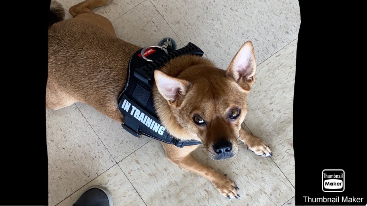 Off leash service dog in a store44 YouTube