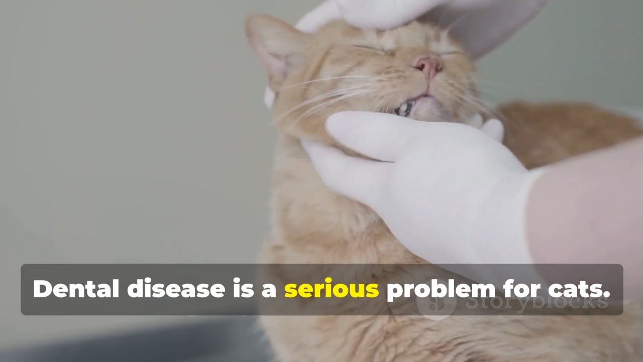 🐾 Dental Disease in Cats: Symptoms, Causes, and How to Prevent It😿😾