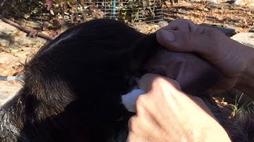 Ear Maintenence Video