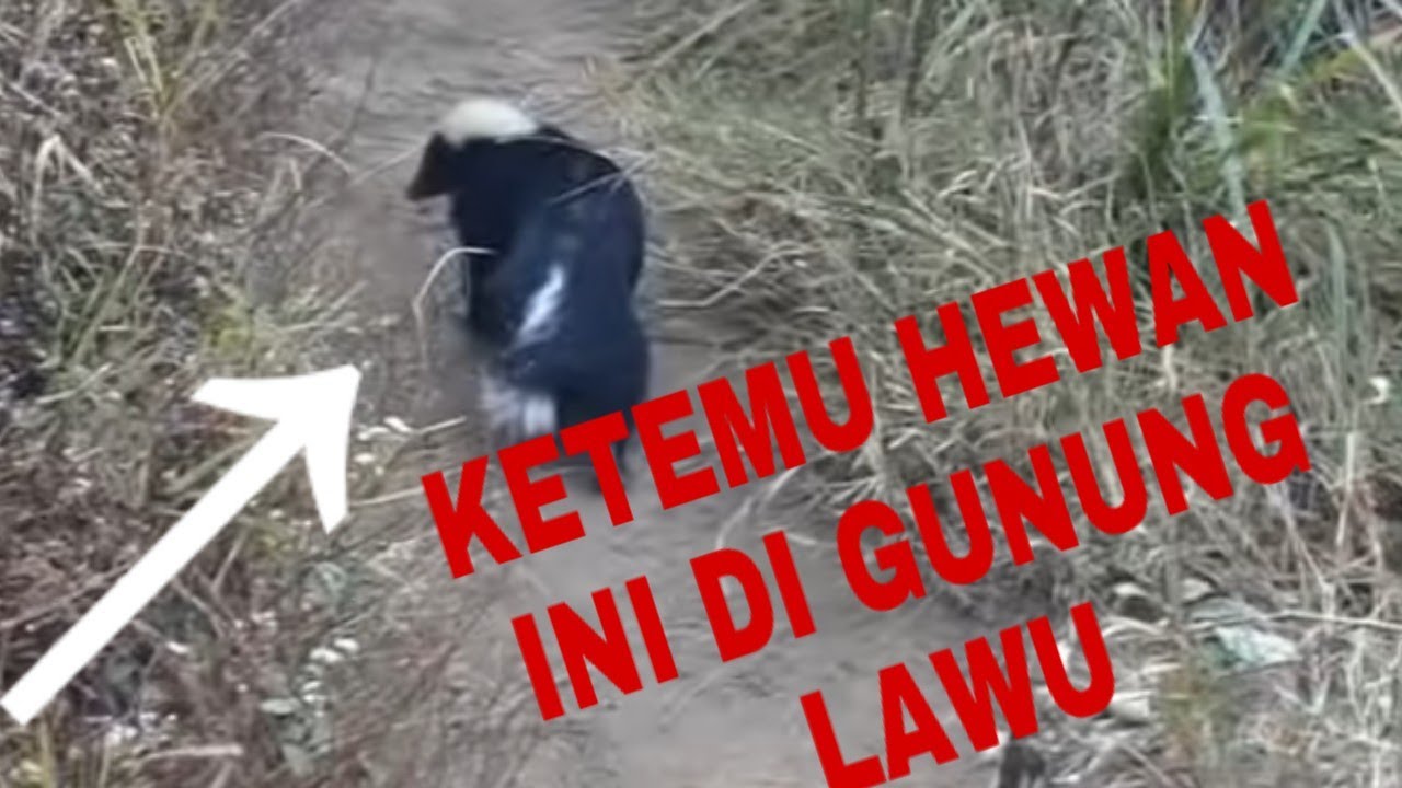 KETEMU HEWAN  ANEH DI TENGAH PENDAKIAN GUNUNG  LAWU  SOLO 