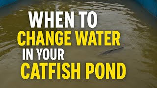 WHEN YOU SHOULD CHANGE YOUR WATER IN CATFISH POND