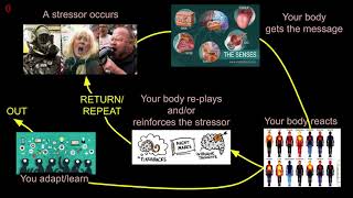 Stress Lecture 2