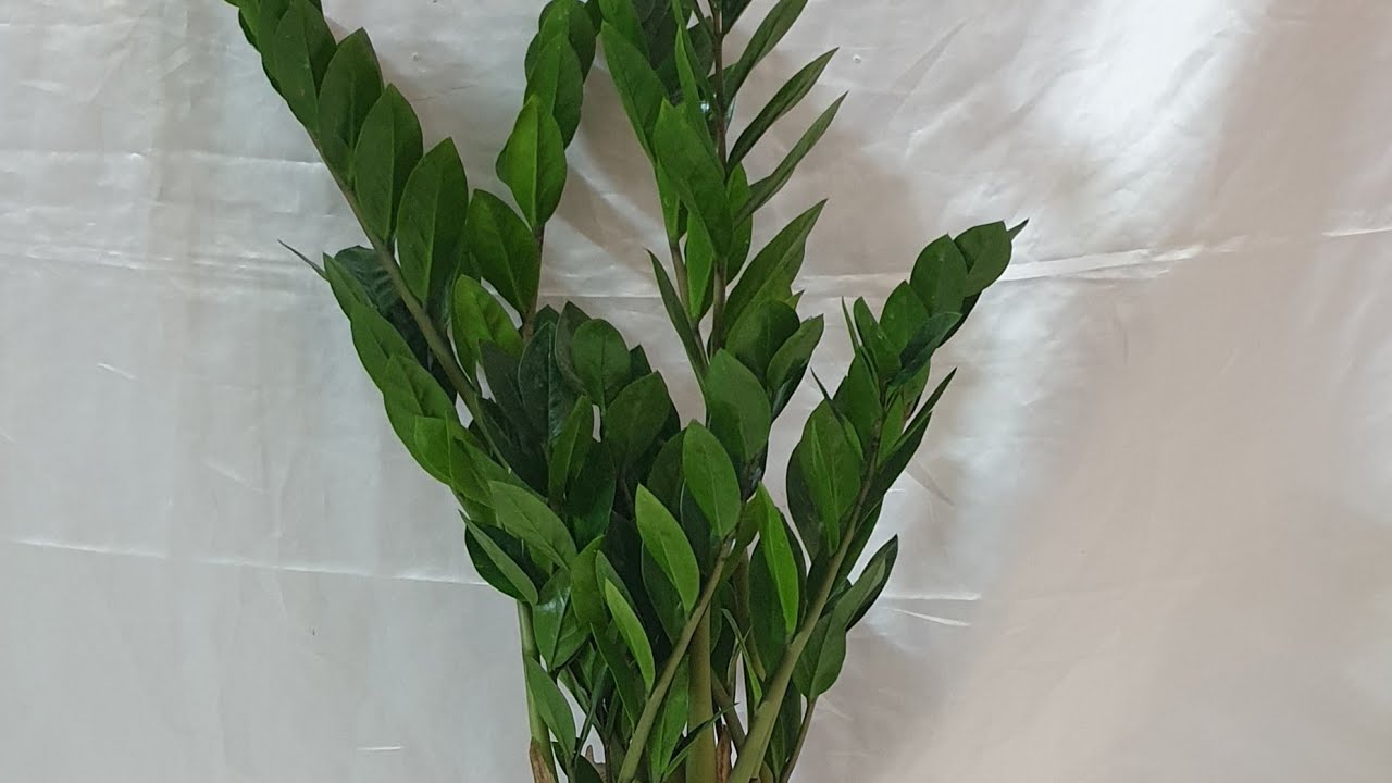 اكثار الزاميا