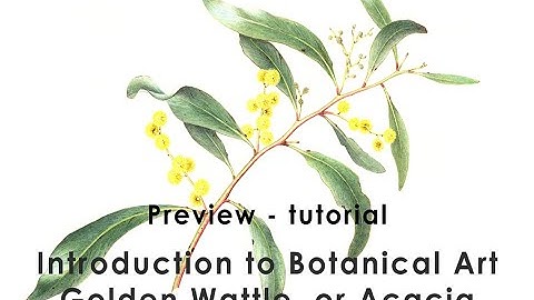 Preview - Introduction to Botanical Art - Golden Wattle
