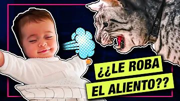 ¿Por qué mi gato come aliento de bebé?