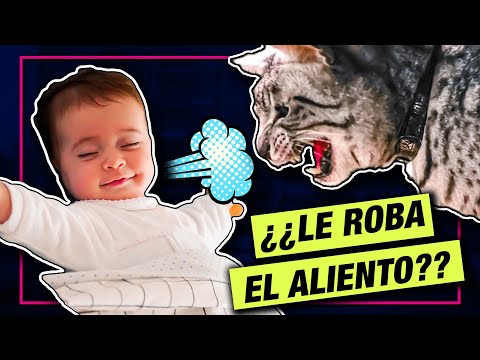 Video: ¿Los gatos te roban el aliento?