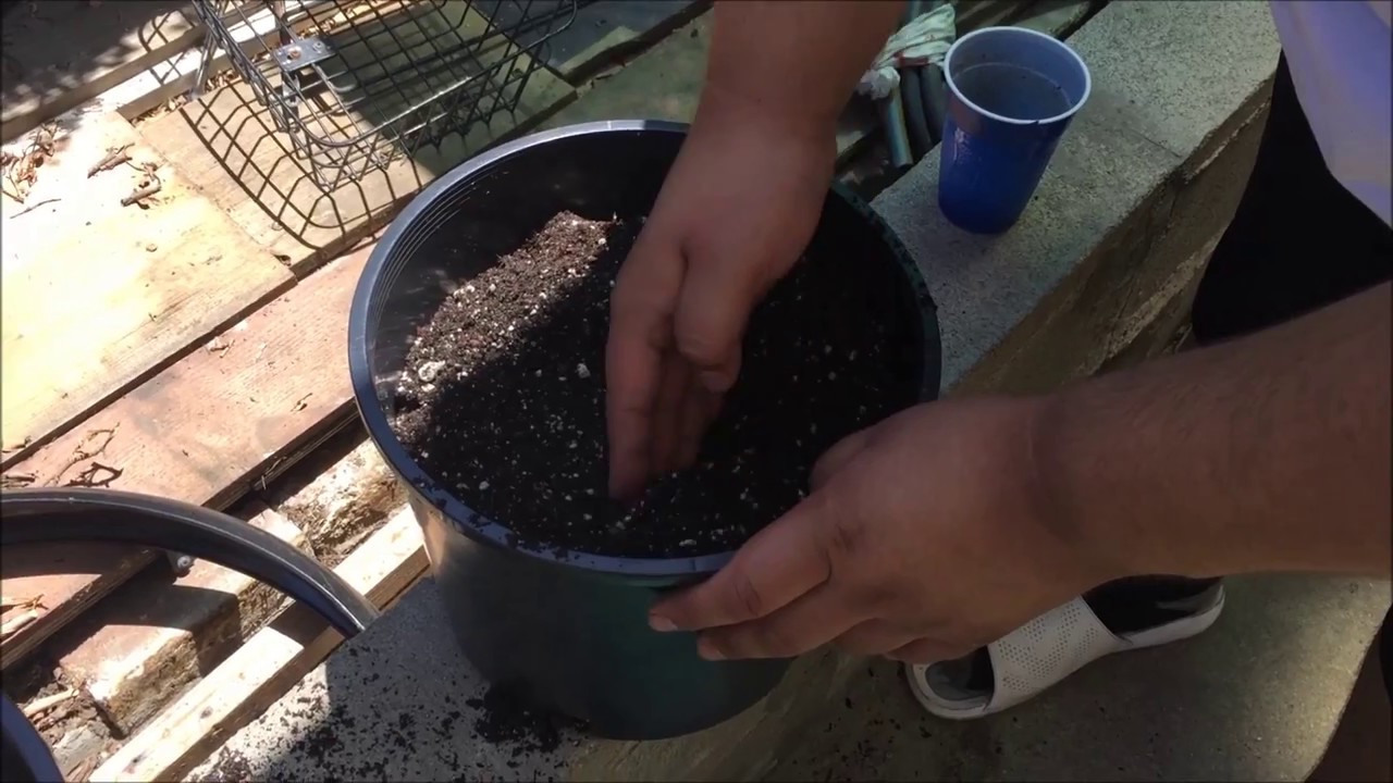 How to Grow Weed Outdoor ( Medical Marijuana ) May 2017