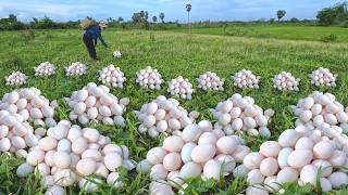Skilled farmers collect many duck eggs in the fields near the farm.