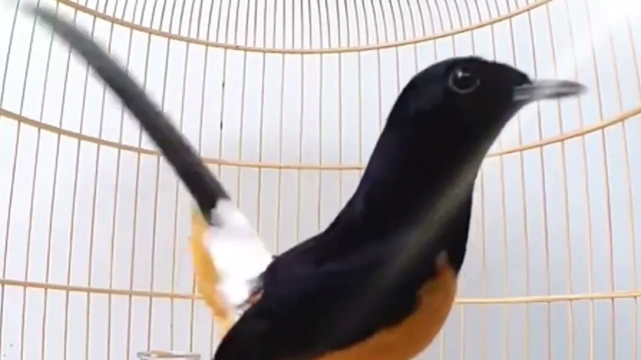 Chòe lửa hót|chòe lửa luyện giọng, kích bổi hót đấu căng lửa