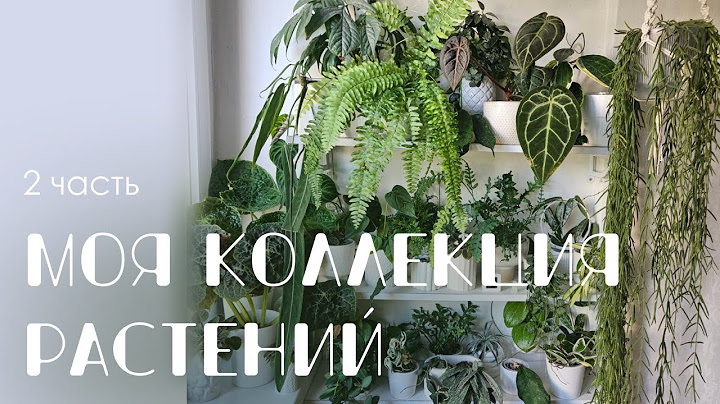 Обзор моей коллекции. 2 часть: Папоротники, хойи, ароидные.