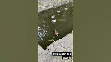 😱УТКА ПЛЫВЕТ ПОД ВОДОЙ 🔥