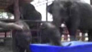 Baby Elephant TubTime | Angpow and Valentine finally play in the tub | Elephantstay Baby Elephant TubTime | Angpow and Valentine finally play in the tub | Elephantstay