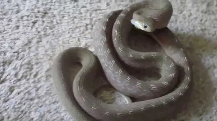 African egg-eating snake (Dasypeltis sp.) defensive display