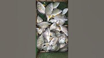 Gặp Ổ Cá Hanh Vàng