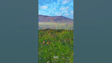 فيك الرجاء يالله ما هوب في الناس بامرك يكون الشيء لو كان ما يكون 