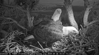 Evening and morning with Jackie and Shadow FOBBV CAM Big Bear Bald Eagle Live Nest  Cam 1