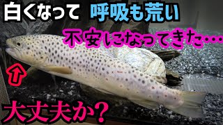 いよいよ水槽へ！大型外来魚を飼育する！【ブラウントラウト】